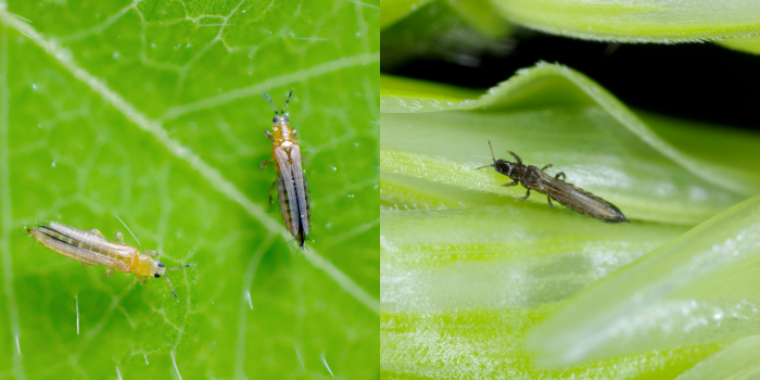 trips verschillende soorten