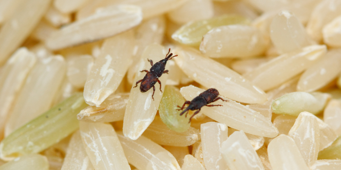 Klanders op rijstkorrels