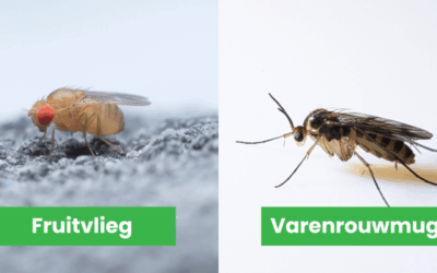 Het verschil tussen rouwvliegjes en fruitvliegjes