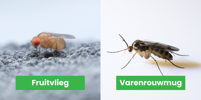 verschil tussen fruitvlieg en varenrouwmug (rouwvliegje)