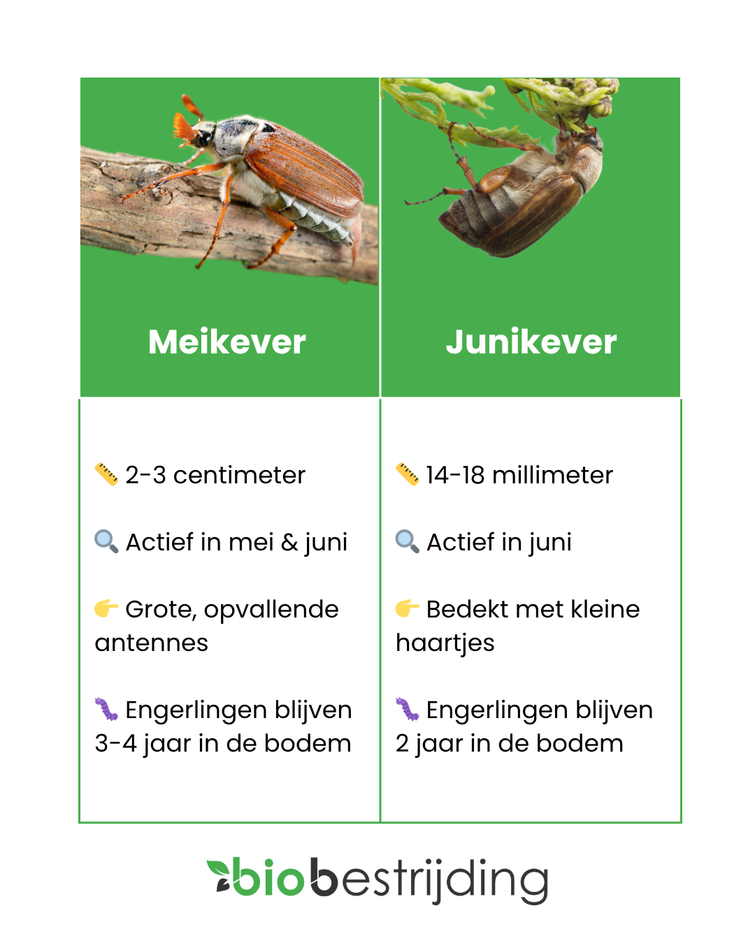 Meikever en junikever verschillen