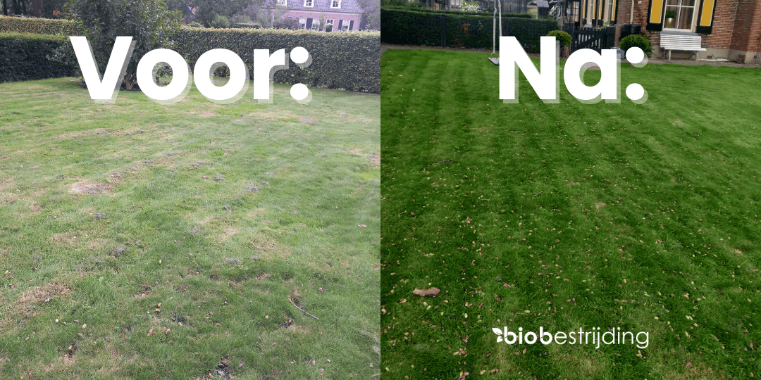 voor en na behandeling van gazon met aaltjes tegen engerlingen
