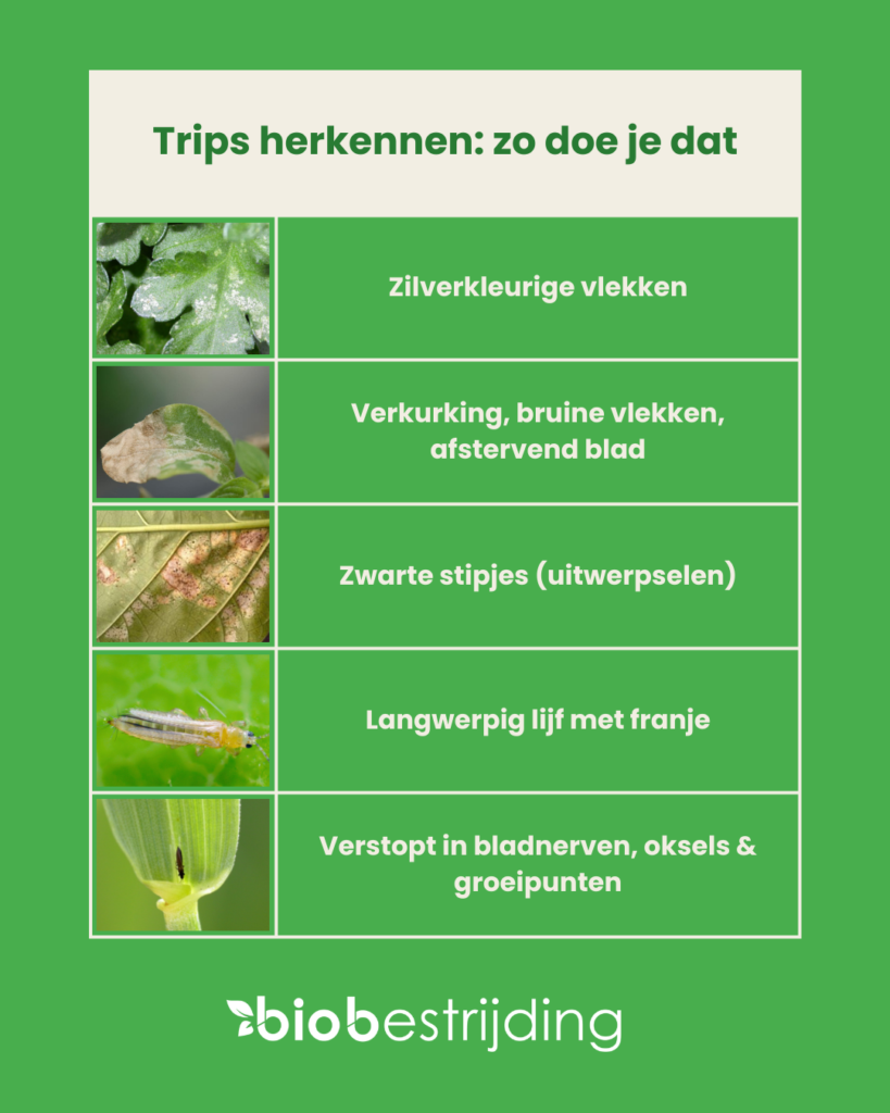 schema om trips te herkennen