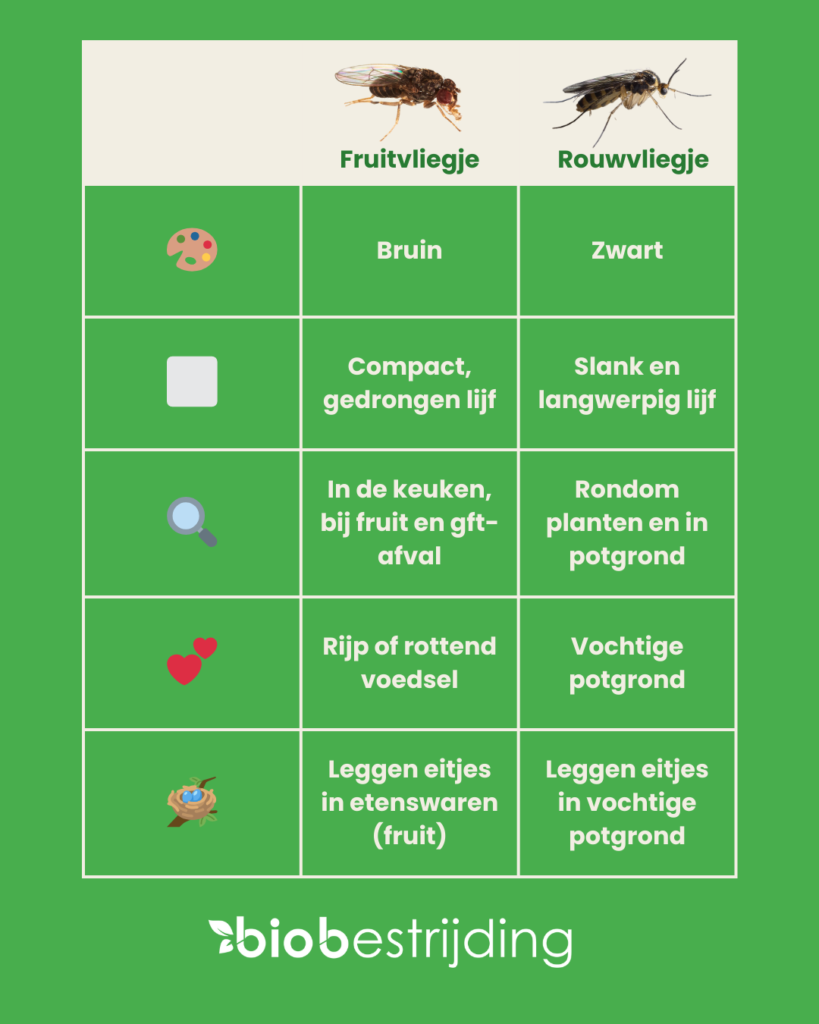 verschil tussen rouwvliegjes en fruitvliegjes