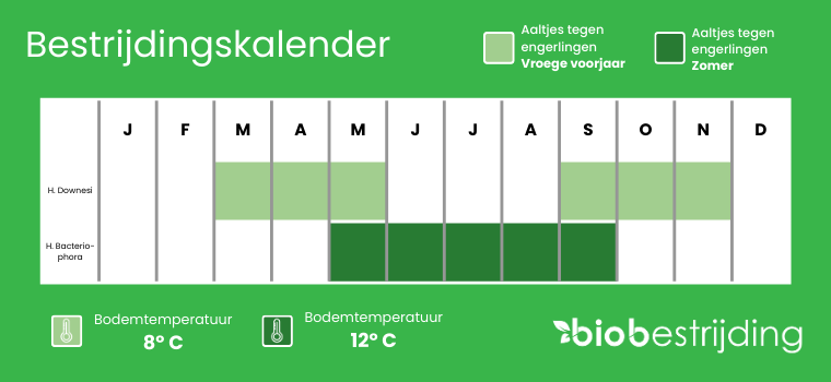 Heterorhabditis bacteriophora of Heterorhabditis downesi. Schema voor wanneer in te zetten