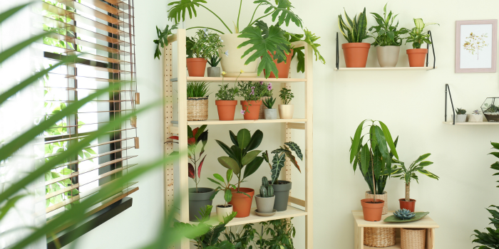 kamerplanten-tropisch tropische kamerplanten