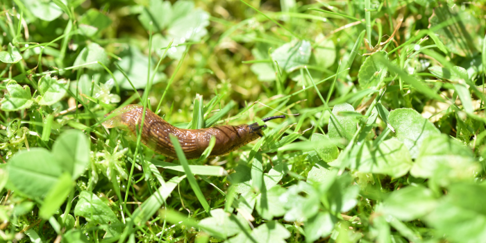 naaktslak in het gras