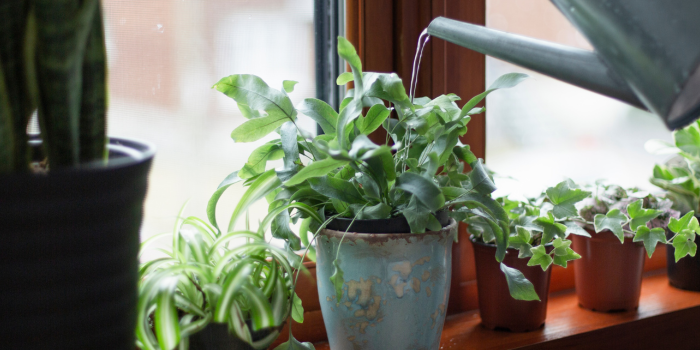 planten water geven in de winter