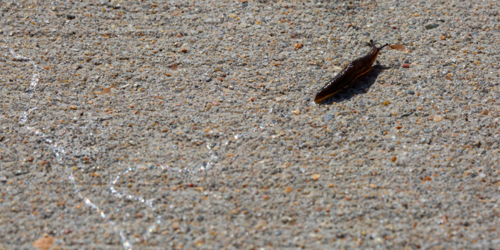 slijmspoort van een slak