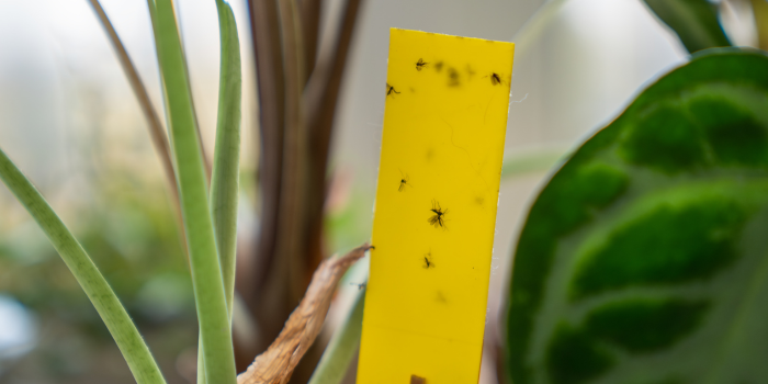 Waarom blijven rouwvliegjes steeds terugkomen?