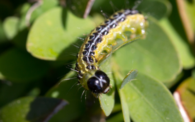De buxusrups bestrijden met azijn – goed idee?