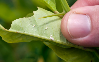 Witte vlieg in de moestuin: zo voorkom én bestrijd je een plaag
