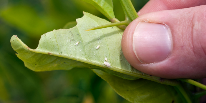 close up witte vlieg en wolluis