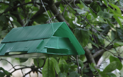 De pruimenmot biologisch bestrijden