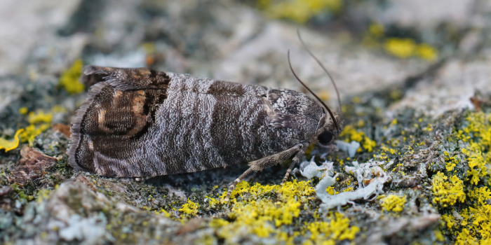 Fruitmot (cydia pomonella)