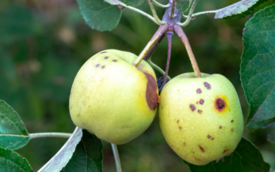 De fruitmot biologisch bestrijden
