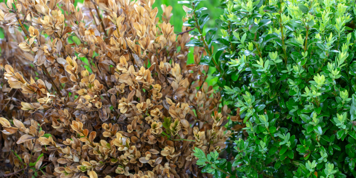 schade aan buxushaag