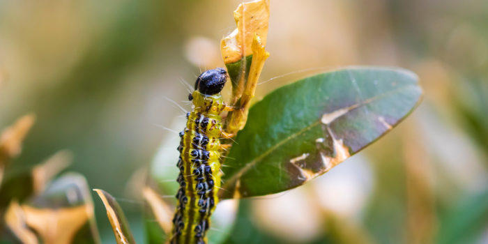 schade door buxusrups