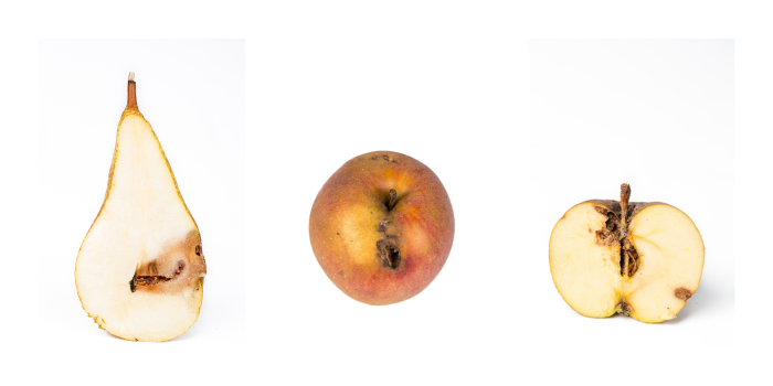 schade door fruitmot larven