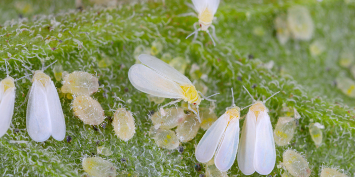 Witte vlieg larven, poppen en adulten