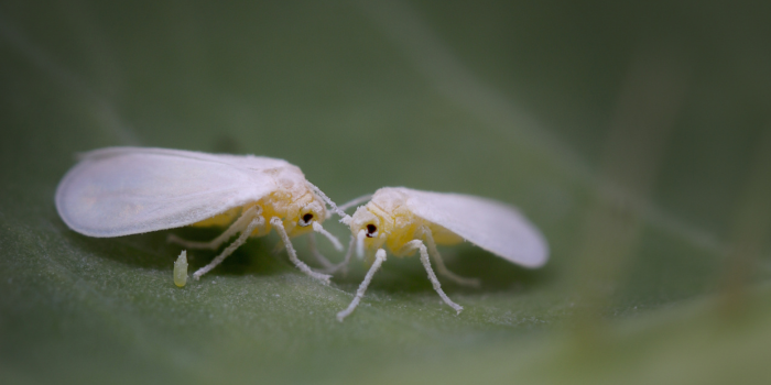 Witte vliegen