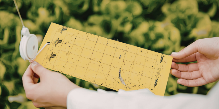 gele vangplaat voor monitoring