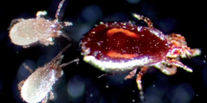 roofmijten in actie tegen bloedluis