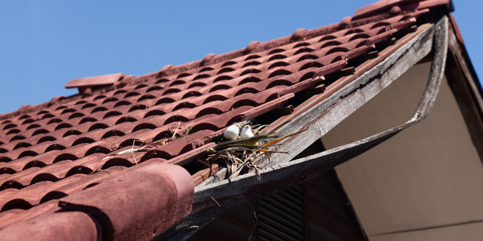 vogelnest in dakgoot
