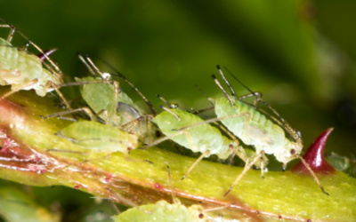 Bladluis voorkomen? Maak jouw tuin biodivers!