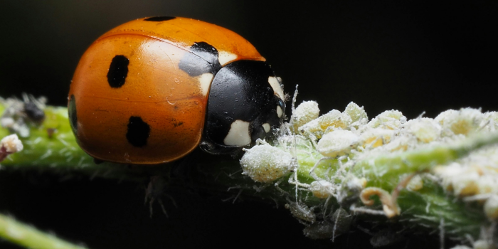Lieveheersbeestje met bladluizen