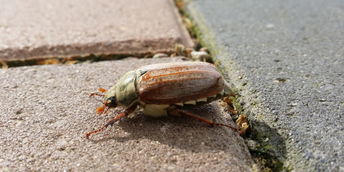 Meikever op de stoep
