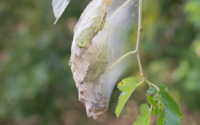 Witte spinsels in je boom? Dit is spinselmot