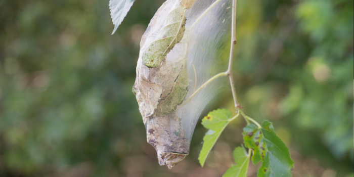 spinselmot-rupsen-in-boom