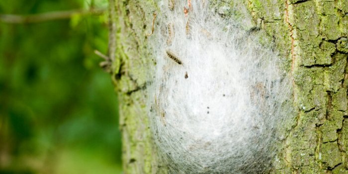 nest eikenprocessierups