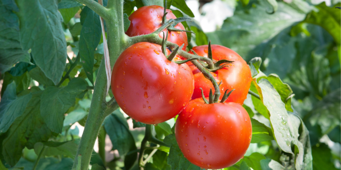 Tomatenplanten zijn extra gevoelig voor witte vlieg